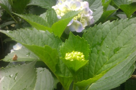 a fave of the rain leaves and flowers