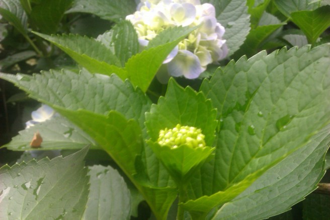 a fave of the rain leaves and flowers