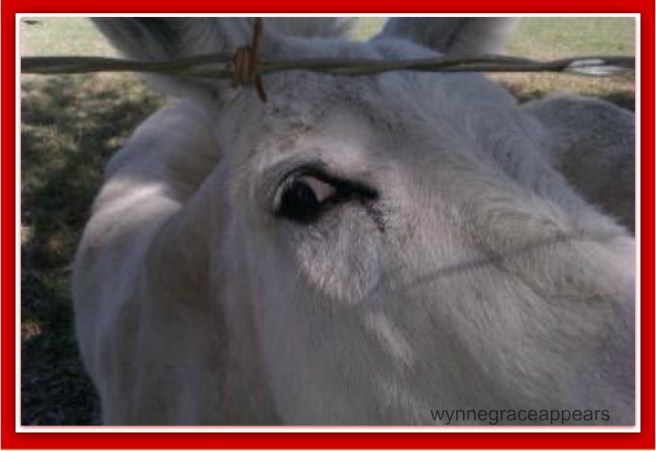 donkey-3 I got my eye on you