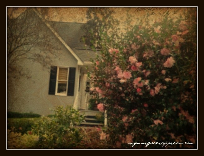 house camelias