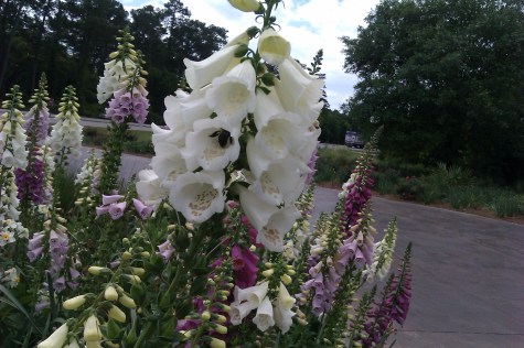 bee in glove with purples