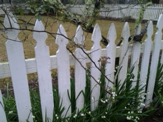 mcvl third lilly and vine