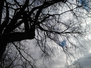 trees skyward