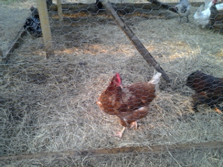 the chicken at MCVL