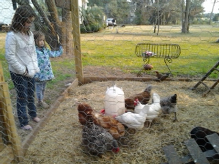 The chickens and the kids