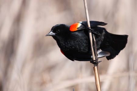 red winged blackbird