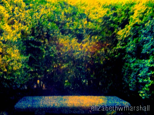 box woods and bench WH's