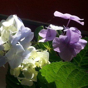 morning light on flowers hydrangae
