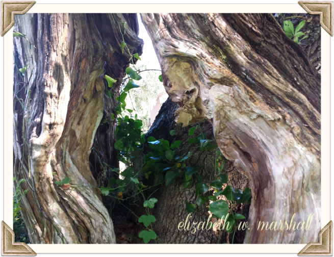 OLD OLD trees as sculpture & IVY
