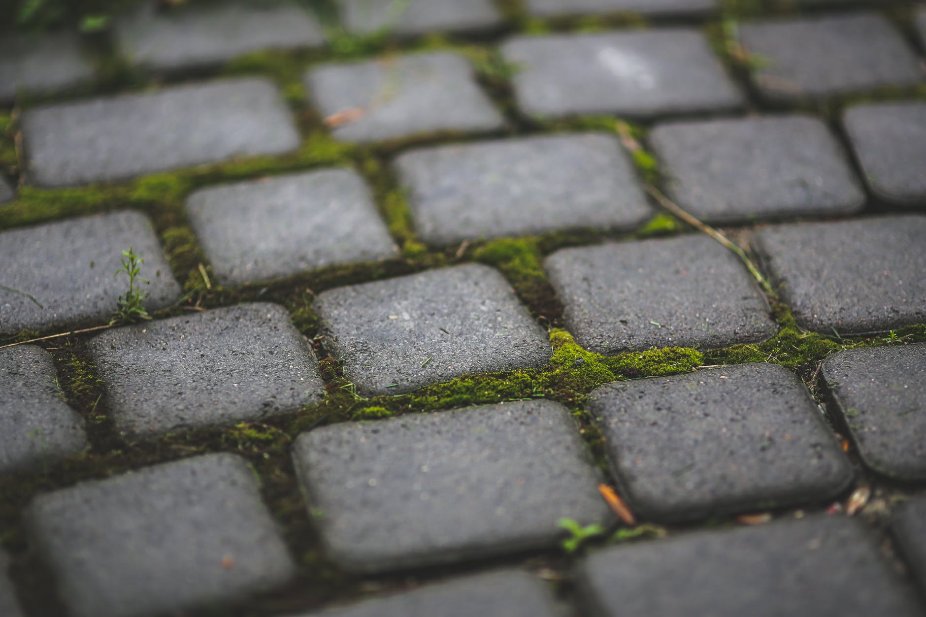 paving stones with moss